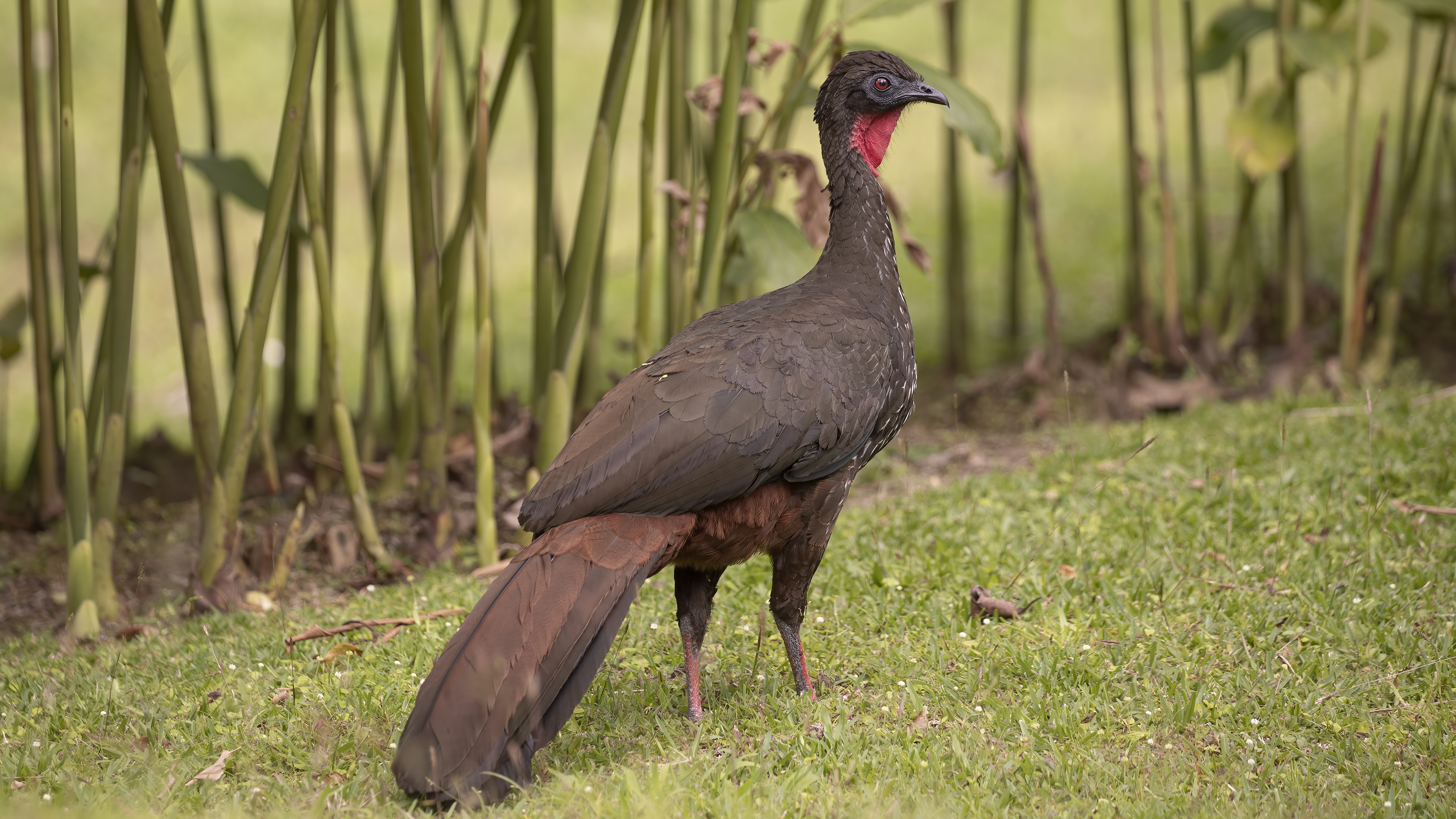Crested Guan